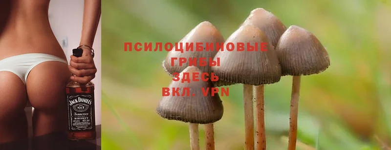 shop наркотические препараты  Подольск  Галлюциногенные грибы Magic Shrooms 